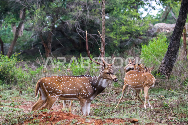 حيوان الغزال الجميل في الغابات ، حيوانات الثديي الأليفة ، حيوانات الظبي في أحدى حدائق الحيوانات في السعودية ، حيوانات برية ، غابة الغزلان