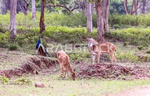 حيوان الغزال الجميل في الغابات ، حيوانات الثديي الأليفة ، حيوانات الظبي في أحدى حدائق الحيوانات في السعودية ، حيوانات برية ، غابة الغزلان