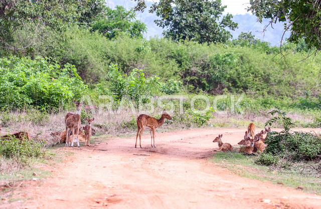 حيوان الغزال الجميل في الغابات ، حيوانات الثديي الأليفة ، حيوانات الظبي في أحدى حدائق الحيوانات في السعودية ، حيوانات برية ، غابة الغزلان