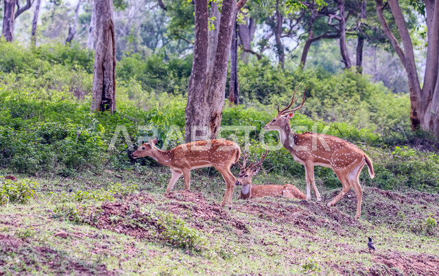 حيوان الغزال الجميل في الغابات ، حيوانات الثديي الأليفة ، حيوانات الظبي في أحدى حدائق الحيوانات في السعودية ، حيوانات برية ، غابة الغزلان