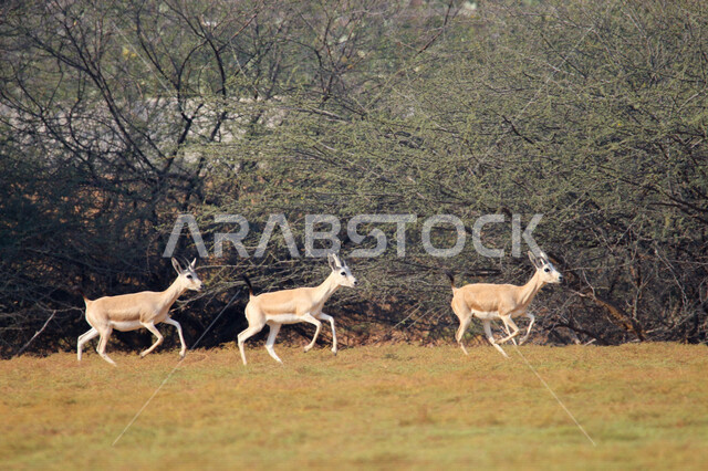 حيوان الغزال الجميل في الغابات ، حيوانات الثديي الأليفة ، حيوانات الظبي في أحدى حدائق الحيوانات في السعودية ، حيوانات برية ، غابة الغزلان