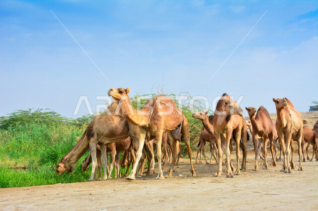 مجموعة من الجمال في مزرعة لتربية الجمال  ، قافلة من الجمال في محمية برية ، قطيع من الجمال بالصحراء في وضع النهار