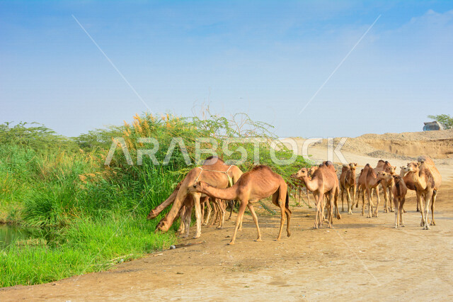 مجموعة من الجمال في مزرعة لتربية الجمال  ، قافلة من الجمال في محمية برية ، قطيع من الجمال بالصحراء في وضع النهار
