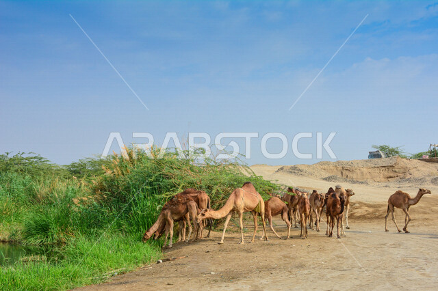 A group of camels in a camel farm, a caravan of camels in a wilderness reserve, a herd of camels in the desert in daylight