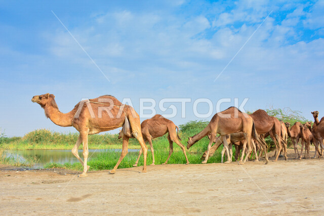A group of camels in a camel farm, a caravan of camels in a wilderness reserve, a herd of camels in the desert in daylight