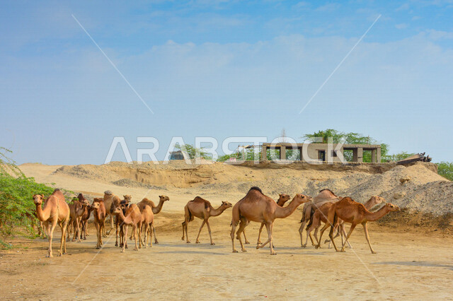 A group of camels in a camel farm, a caravan of camels in a wilderness reserve, a herd of camels in the desert in daylight