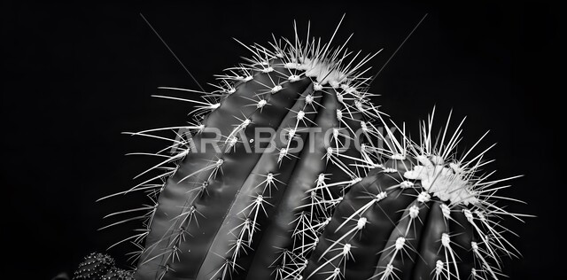 نمو الشوكيات في المحميات الطبيعية, صورة مقربة بالأبيض والأسود لنبات الصبار الشوكي، النباتات البرية في البراري والمناطق الصحراوية، مزروعات وطنية محلية في المملكة العربية السعودية