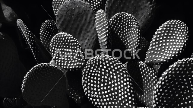 مزروعات وطنية محلية في المملكة العربية السعودية، نمو الشوكيات في المحميات الطبيعية, صورة مقربة بالأبيض والأسود لأوراق نبات شجر التين الشوكي، النباتات البرية في البراري والمناطق الصحراوية