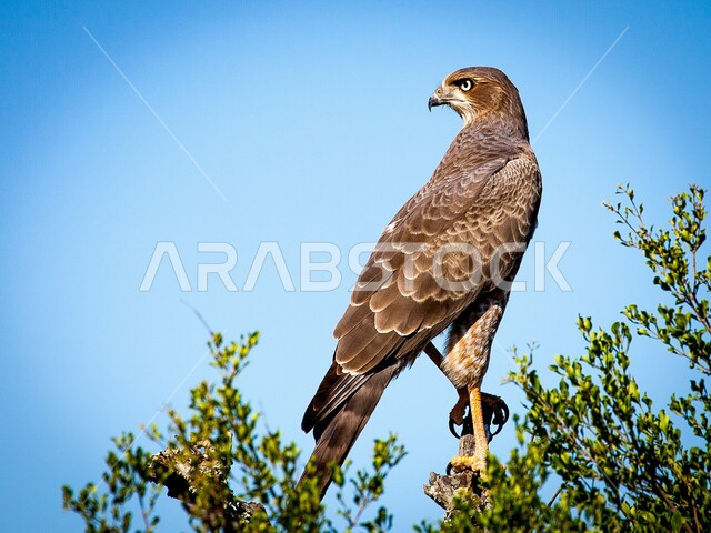 تدريب الحيوانات المفترسة في إحدى المحميات الطبيعيه في المملكة العربية السعودية، الفخر بالتراث السعودي العريق في تربيه وترويض الطيور الجارحة، صورة من الخلف لطائر الصقر يقف على غصن إحدى الأشجار، حدة البصر و رمز القوة والتحدي