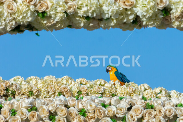 الحفاظ على البيئة والتنمية المستدامة، مهرجانات و معارض طبيعية سياحية في المملكة العربية السعودية، وجهه عائلية بيئية ثقافية وترفيهية، صورة مقربة لطائر الببغاء مكاو الملون يقف على الأزهارالبيضاء في حديقة المناسبات بمدينة ينبع الصناعية