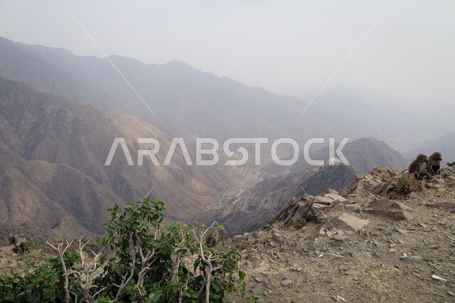 الأجواء الضبابية والغيوم الكثيفة في سماء عسير، التكوينات والتشكيلات الجبلية الصخرية في مدينة ابها، مدن وأماكن سياحية طبيعية في المملكة العربية السعودية، نمو الأعشاب البرية والنباتات الخضراء في القمم والمرتفعات