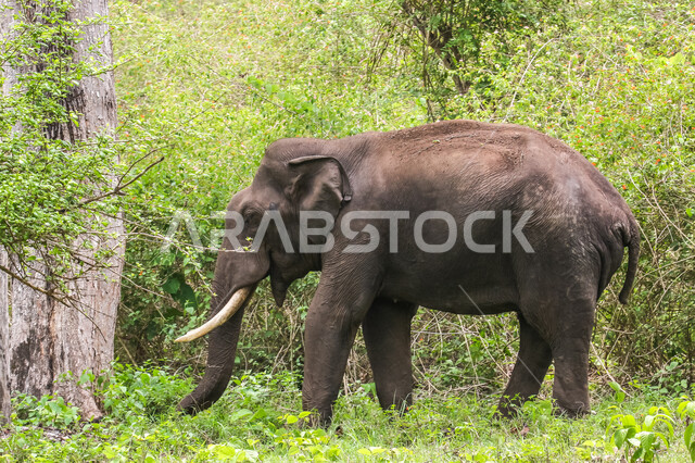 فيل ضخم في احد غابات المملكة العربية السعودية ، حيوان ثدي كبير من رتبة الخرطوميات، يستمتع بالعيش بين الغابات و الاعشاب ، يمتلك خرطوم طويل يميزه عن باقي الحيوانات ، جمال المناطق الخلابة بالسعودية