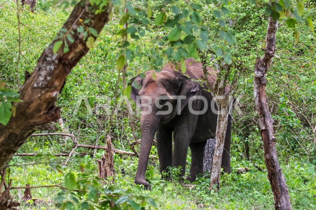 فيل ضخم في احد غابات المملكة العربية السعودية ، حيوان ثدي كبير من رتبة الخرطوميات، يستمتع بالعيش بين الغابات و الاعشاب ، يمتلك خرطوم طويل يميزه عن باقي الحيوانات ، جمال المناطق الخلابة بالسعودية