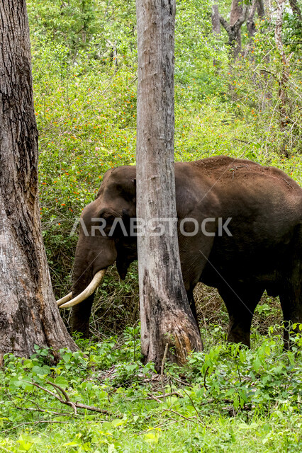 فيل ضخم في احد غابات المملكة العربية السعودية ، حيوان ثدي كبير من رتبة الخرطوميات، يستمتع بالعيش بين الغابات و الاعشاب ، يمتلك خرطوم طويل يميزه عن باقي الحيوانات ، جمال المناطق الخلابة بالسعودية