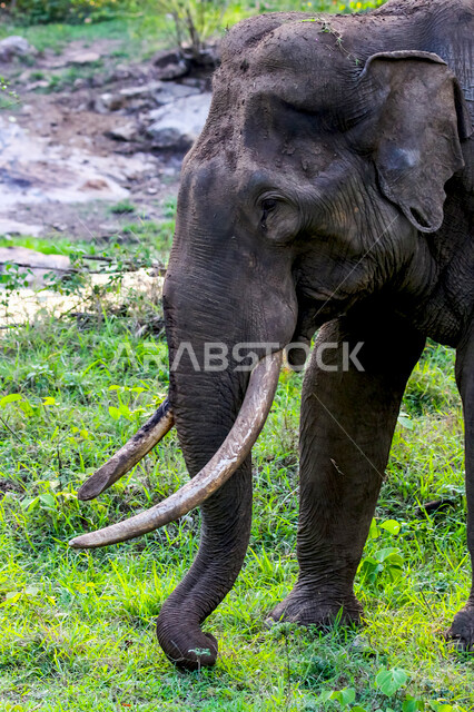 فيل ضخم في احد غابات المملكة العربية السعودية ، حيوان ثدي كبير من رتبة الخرطوميات، يستمتع بالعيش بين الغابات و الاعشاب ، يمتلك خرطوم طويل يميزه عن باقي الحيوانات ، جمال المناطق الخلابة بالسعودية