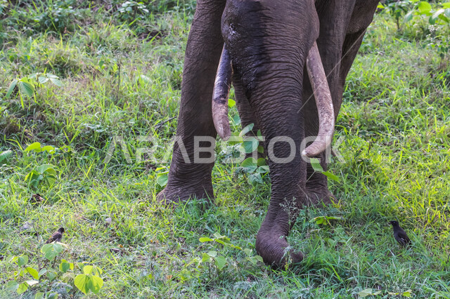 فيل ضخم في احد غابات المملكة العربية السعودية ، حيوان ثدي كبير من رتبة الخرطوميات، يستمتع بالعيش بين الغابات و الاعشاب ، يمتلك خرطوم طويل يميزه عن باقي الحيوانات ، جمال المناطق الخلابة بالسعودية