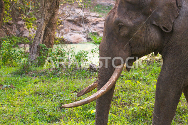 فيل ضخم في احد غابات المملكة العربية السعودية ، حيوان ثدي كبير من رتبة الخرطوميات، يستمتع بالعيش بين الغابات و الاعشاب ، يمتلك خرطوم طويل يميزه عن باقي الحيوانات ، جمال المناطق الخلابة بالسعودية