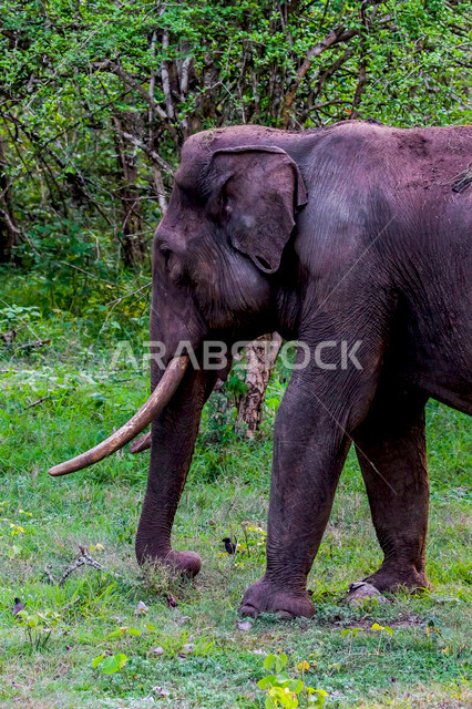 A huge elephant in one of the forests of the Kingdom of Saudi Arabia, a large mammal of the order of Khartoum, enjoys living among the forests and herbs, has a long proboscis that distinguishes it from the rest of the animals, the beauty of the picturesqu