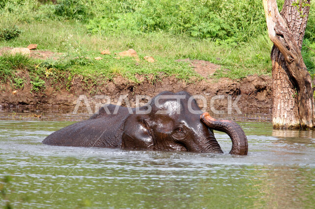 فيل ضخم يلعب باحد المستنقعات المائية في غابات المملكة العربية السعودية ، حيوان ثدي كبير من رتبة الخرطوميات، يستمتع بالعيش بين الغابات و الاعشاب ، يمتلك خرطوم طويل يميزه عن باقي الحيوانات ، جمال المناطق الخلابة بالسعودية