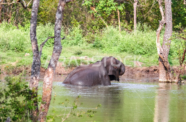 فيل ضخم يلعب باحد المستنقعات المائية في غابات المملكة العربية السعودية ، حيوان ثدي كبير من رتبة الخرطوميات، يستمتع بالعيش بين الغابات و الاعشاب ، يمتلك خرطوم طويل يميزه عن باقي الحيوانات ، جمال المناطق الخلابة بالسعودية