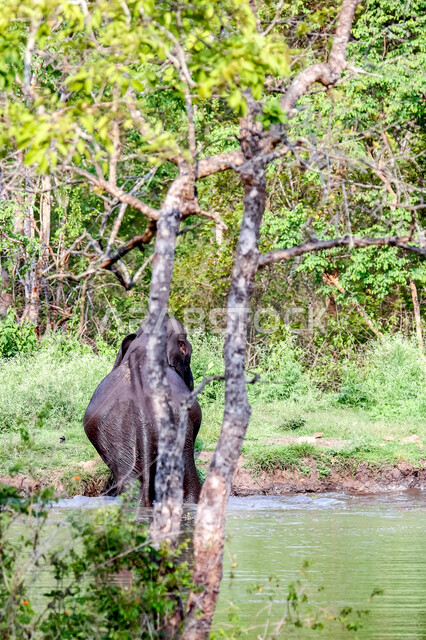 فيل ضخم يلعب باحد المستنقعات المائية في غابات المملكة العربية السعودية ، حيوان ثدي كبير من رتبة الخرطوميات، يستمتع بالعيش بين الغابات و الاعشاب ، يمتلك خرطوم طويل يميزه عن باقي الحيوانات ، جمال المناطق الخلابة بالسعودية