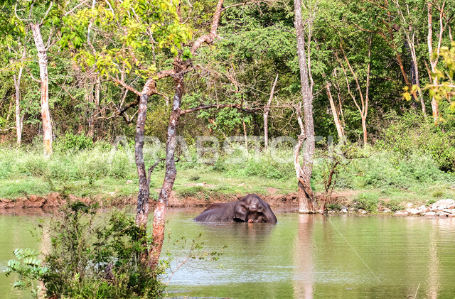 فيل ضخم يلعب باحد المستنقعات المائية في غابات المملكة العربية السعودية ، حيوان ثدي كبير من رتبة الخرطوميات، يستمتع بالعيش بين الغابات و الاعشاب ، يمتلك خرطوم طويل يميزه عن باقي الحيوانات ، جمال المناطق الخلابة بالسعودية