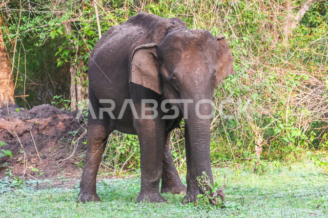 فيل ضخم يلعب باحد المستنقعات المائية في غابات المملكة العربية السعودية ، حيوان ثدي كبير من رتبة الخرطوميات، يستمتع بالعيش بين الغابات و الاعشاب ، يمتلك خرطوم طويل يميزه عن باقي الحيوانات ، جمال المناطق الخلابة بالسعودية