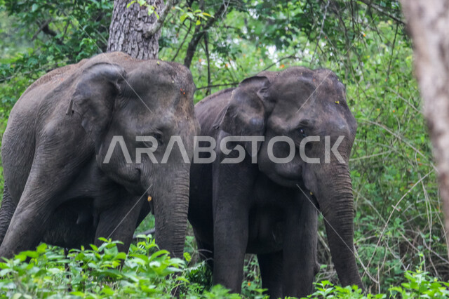 A group of elephants in one of the forests of the Kingdom of Saudi Arabia, a large mammal of the order of Khartoum, enjoys living among the forests and herbs, has a long proboscis that distinguishes it from the rest of the animals, the beauty of the pictu
