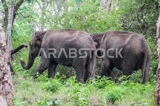 مجموعة من الفيلة  في احد غابات المملكة العربية السعودية ، حيوان ثدي كبير من رتبة الخرطوميات، يستمتع بالعيش بين الغابات و الاعشاب ، يمتلك خرطوم طويل يميزه عن باقي الحيوانات ، جمال المناطق الخلابة بالسعودية