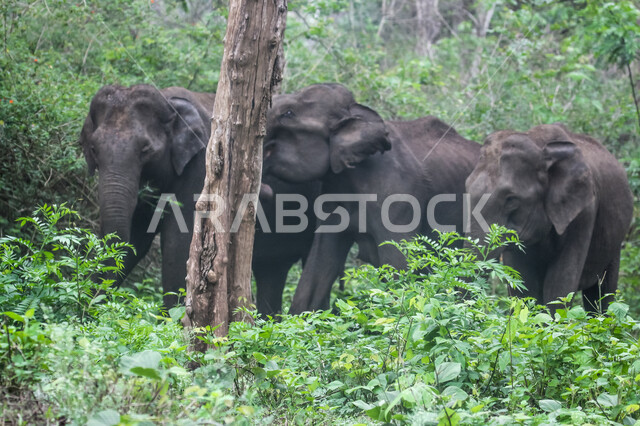 مجموعة من الفيلة  في احد غابات المملكة العربية السعودية ، حيوان ثدي كبير من رتبة الخرطوميات، يستمتع بالعيش بين الغابات و الاعشاب ، يمتلك خرطوم طويل يميزه عن باقي الحيوانات ، جمال المناطق الخلابة بالسعودية