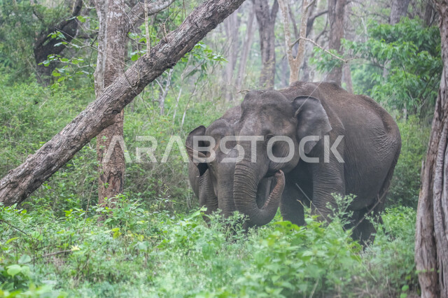 A group of elephants in one of the forests of the Kingdom of Saudi Arabia, a large mammal of the order of Khartoum, enjoys living among the forests and herbs, has a long proboscis that distinguishes it from the rest of the animals, the beauty of the pictu