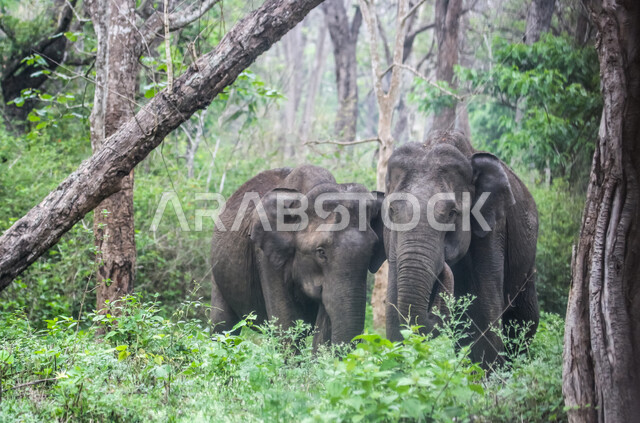 مجموعة من الفيلة  في احد غابات المملكة العربية السعودية ، حيوان ثدي كبير من رتبة الخرطوميات، يستمتع بالعيش بين الغابات و الاعشاب ، يمتلك خرطوم طويل يميزه عن باقي الحيوانات ، جمال المناطق الخلابة بالسعودية