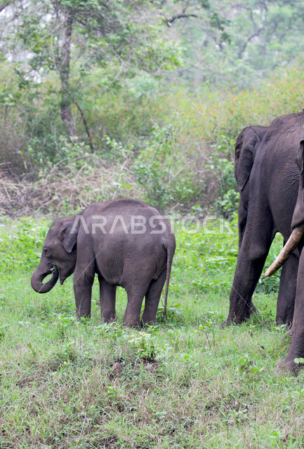 A group of elephants in one of the forests of the Kingdom of Saudi Arabia, a large mammal of the order of Khartoum, enjoys living among the forests and herbs, has a long proboscis that distinguishes it from the rest of the animals, the beauty of the pictu