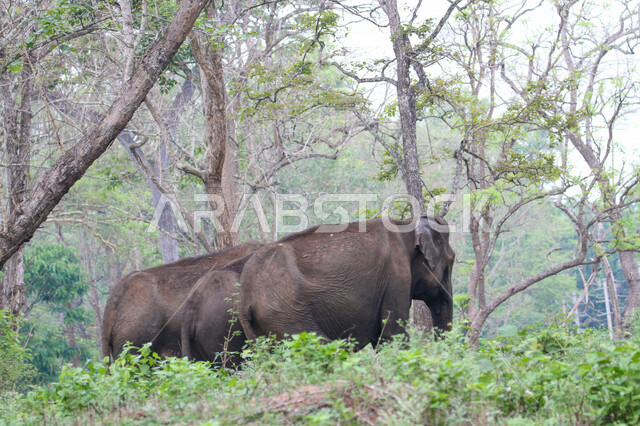 مجموعة من الفيلة  في احد غابات المملكة العربية السعودية ، حيوان ثدي كبير من رتبة الخرطوميات، يستمتع بالعيش بين الغابات و الاعشاب ، يمتلك خرطوم طويل يميزه عن باقي الحيوانات ، جمال المناطق الخلابة بالسعودية
