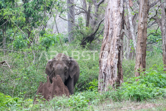 فيل ضخم يستمتع باللعب مع ابنه الدغفل في احد غابات المملكة العربية السعودية ، حيوان ثدي كبير من رتبة الخرطوميات، يستمتع بالعيش بين الغابات و الاعشاب ، يمتلك خرطوم طويل يميزه عن باقي الحيوانات ، جمال المناطق الخلابة بالسعودية