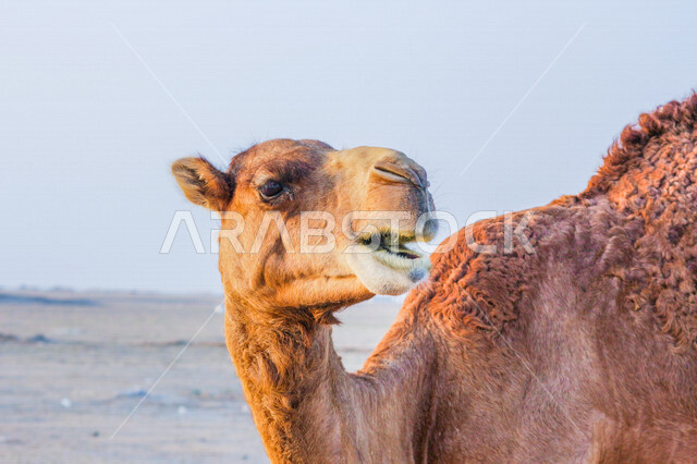 تصوير مقرب للجمل ( الابل) في احد المحميات البرية في مكة غرب المملكة العربية السعودية ،تربية حيوان الجمل في المملكة ، جمال الطبيعة في السعودية