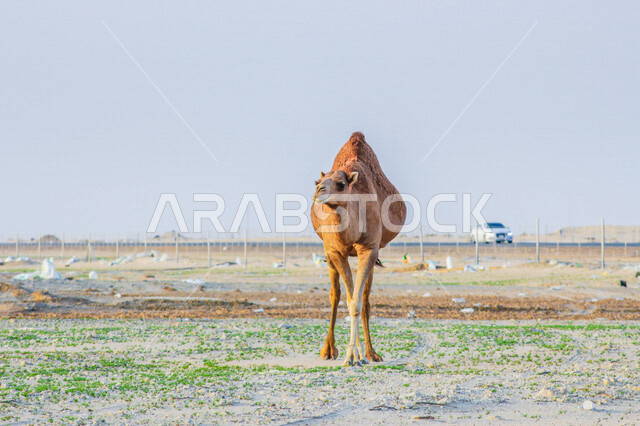 تصوير من الخلف للجمل ( الابل) في احد المحميات البرية في مكة غرب المملكة العربية السعودية ،تربية حيوان الجمل في المملكة ، جمال الطبيعة الخلابة  في السعودية