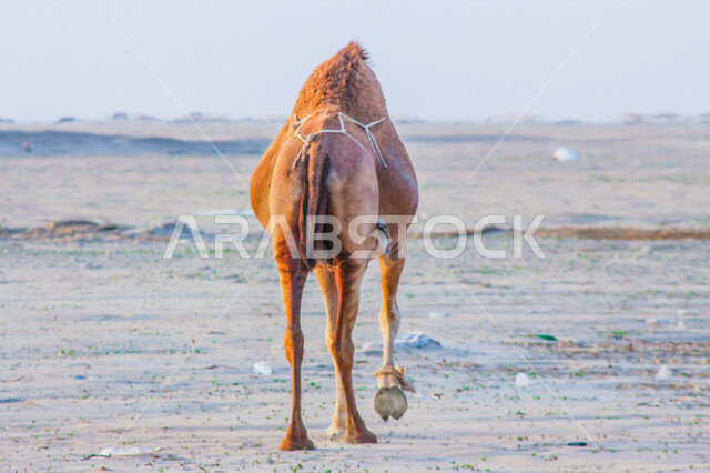 تصوير من الخلف للجمل ( الابل) في احد المحميات البرية في مكة غرب المملكة العربية السعودية ،تربية حيوان الجمل في المملكة ، جمال الطبيعة الخلابة  في السعودية