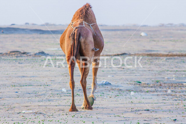 تصوير من الخلف للجمل ( الابل) في احد المحميات البرية في مكة غرب المملكة العربية السعودية ،تربية حيوان الجمل في المملكة ، جمال الطبيعة الخلابة  في السعودية