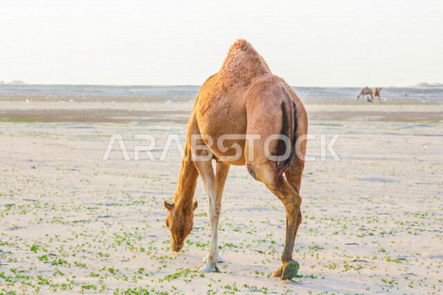 تصوير من الخلف للجمل ( الابل) في احد المحميات البرية في مكة غرب المملكة العربية السعودية ،تربية حيوان الجمل في المملكة ، جمال الطبيعة الخلابة  في السعودية