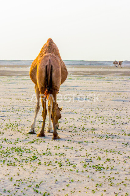 تصوير من الخلف للجمل ( الابل) في احد المحميات البرية في مكة غرب المملكة العربية السعودية ،تربية حيوان الجمل في المملكة ، جمال الطبيعة الخلابة  في السعودية
