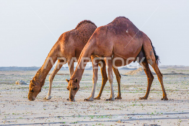 مجموعة من الجمال ( الابل) في احد المحميات البرية في مكة غرب المملكة العربية السعودية ،قطيع من الجمال بالصحراء في وضع النهار ، تربية حيوان الجمل في المملكة ، جمال الطبيعة الخلابة  في السعودية