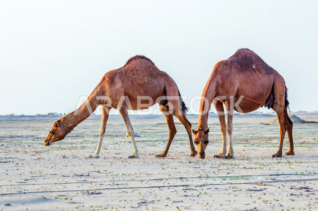 مجموعة من الجمال ( الابل) في احد المحميات البرية في مكة غرب المملكة العربية السعودية ،قطيع من الجمال بالصحراء في وضع النهار ، تربية حيوان الجمل في المملكة ، جمال الطبيعة الخلابة  في السعودية