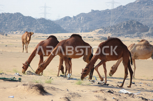 مجموعة من الجمال ( الابل) في احد المحميات البرية في مكة غرب المملكة العربية السعودية ،قطيع من الجمال بالصحراء في وضع النهار ، تربية حيوان الجمل في المملكة ، جمال الطبيعة الخلابة  في السعودية