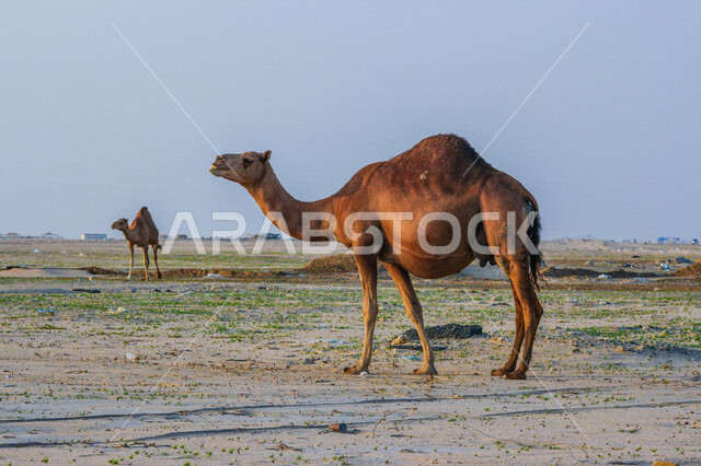 صورة للجمل ( الابل) في احد المحميات البرية في مكة غرب المملكة العربية السعودية ،قطيع من الجمال بالصحراء في وضع النهار ، تربية حيوان الجمل في المملكة ، جمال الطبيعة الخلابة  في السعودية