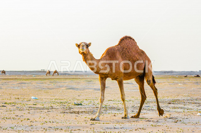 صورة للجمل ( الابل) في احد المحميات البرية في مكة غرب المملكة العربية السعودية ،قطيع من الجمال بالصحراء في وضع النهار ، تربية حيوان الجمل في المملكة ، جمال الطبيعة الخلابة  في السعودية
