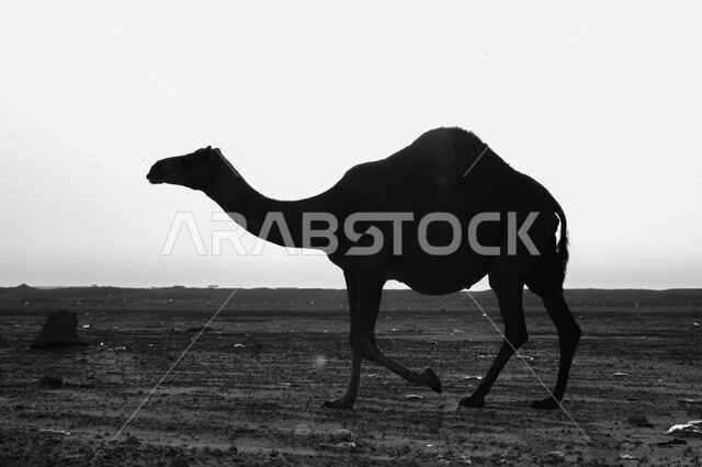 تصوير بالابيض والاسود للجمل ( الابل) في احد المحميات البرية في مكة غرب المملكة العربية السعودية ،قطيع من الجمال بالصحراء في وضع النهار ، تربية حيوان الجمل في المملكة ، جمال الطبيعة الخلابة  في السعودية