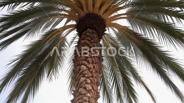 Local crops and agricultural products, interest in afforestation and agricultural lands, close-up of palm tree in gardens and parks, Saudi date planting and harvest season, nature reserves in the Kingdom of Saudi Arabia