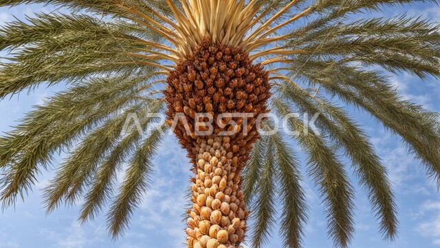 Local crops and agricultural products, interest in afforestation and agricultural lands, close-up of palm tree in gardens and parks, Saudi date planting and harvest season, nature reserves in the Kingdom of Saudi Arabia