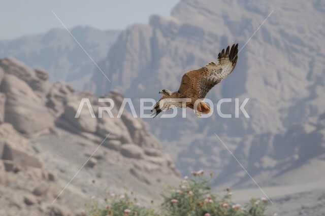 نسر يحلق في إحدى المحميات الطبيعيه، رمز القوة والتحدي وحدة البصر، تدريب وترويض الطيور الجارحة والمفترسة، إقامة نادي الصقور في موسم الصيد السنوي في المملكة العربية السعودية، الفخر بالتراث السعودي العريق في تربية طائر الصقر